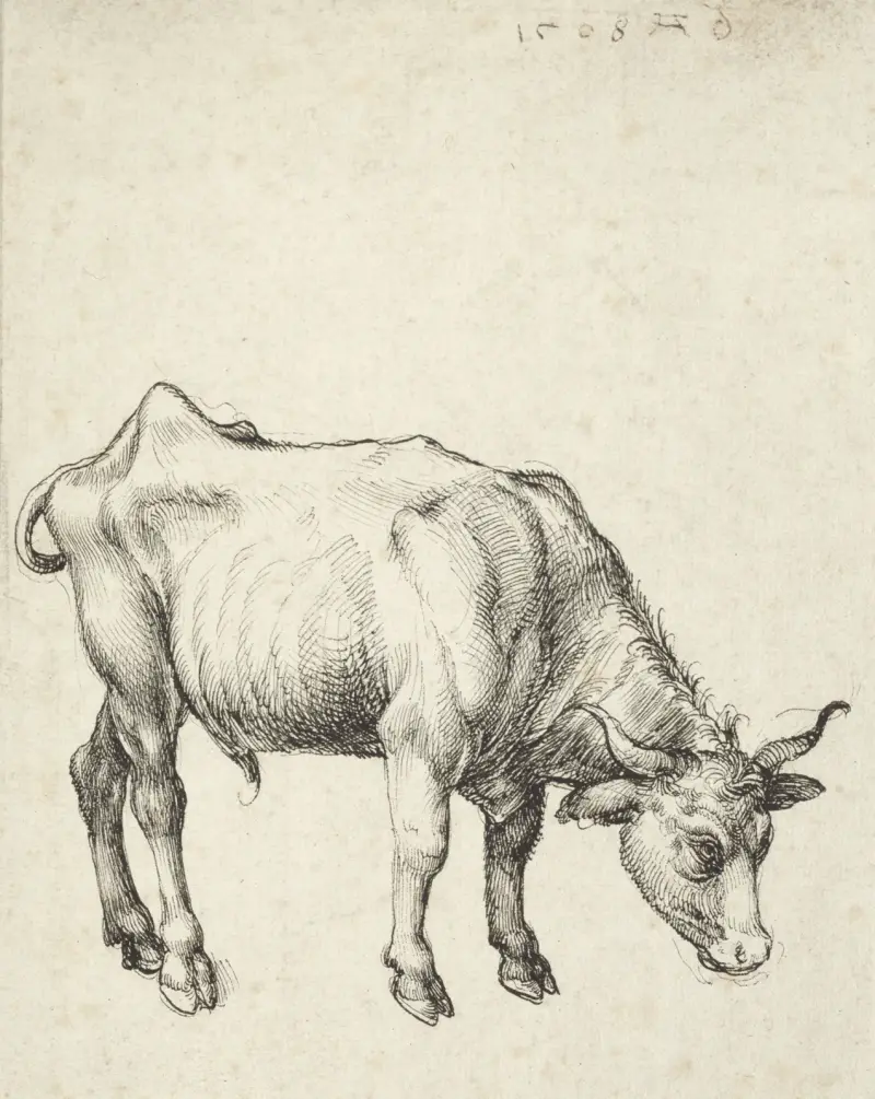 Young Bull av Albrecht Dürer