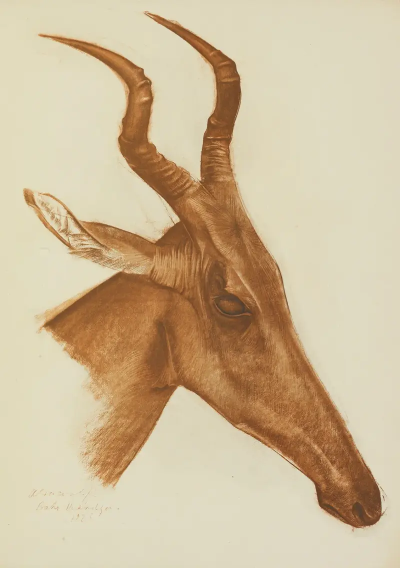 Antylopa Jacksona (Am Dafok), Alexandre Jacovleff