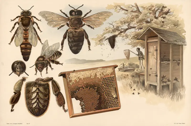 Bienen von Alfred Fiedler