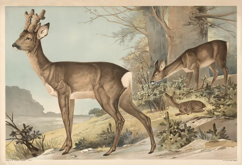 Hirsch von Alfred Fiedler