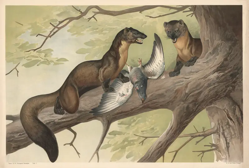 Kuna, Alfred Fiedler