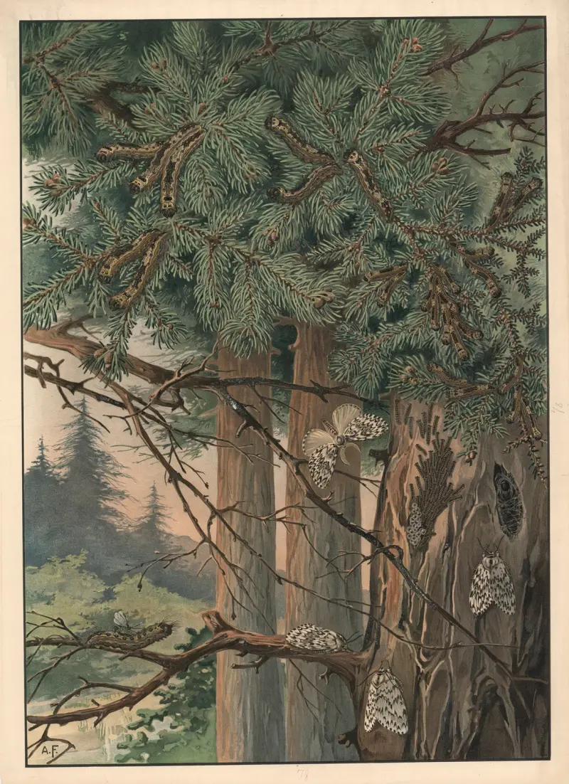 Nunna, Alfred Fiedler