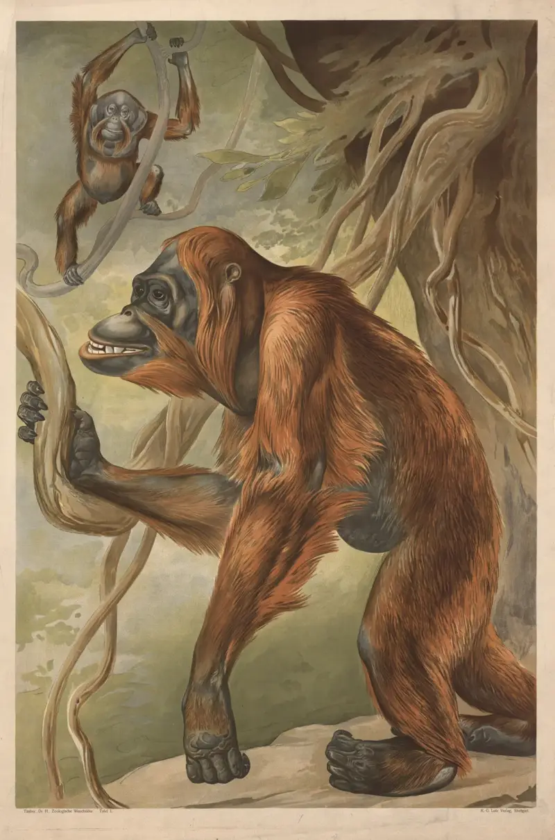 Orangutan, Alfred Fiedler
