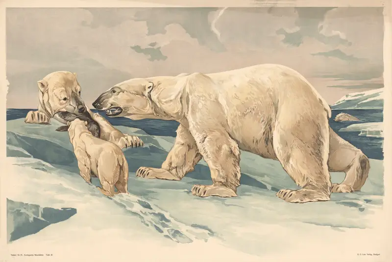 Eisbär von Alfred Fiedler
