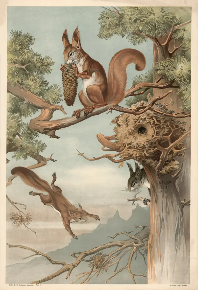 Eichhörnchen von Alfred Fiedler