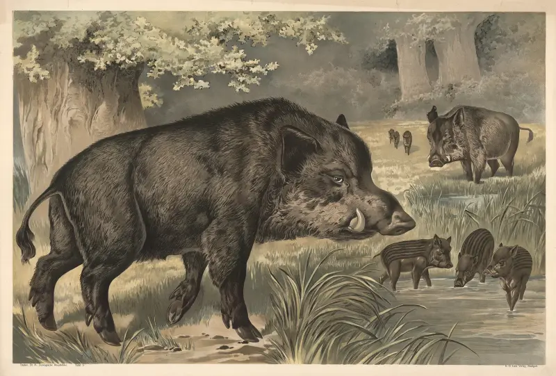 Wildschwein von Alfred Fiedler