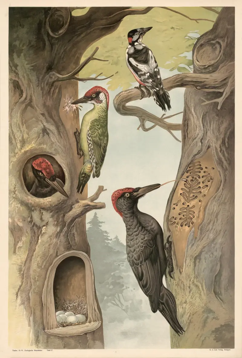 Specht von Alfred Fiedler