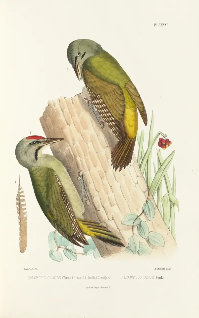 Monographie des picidées, plansch 20 av Alfred Malherbe