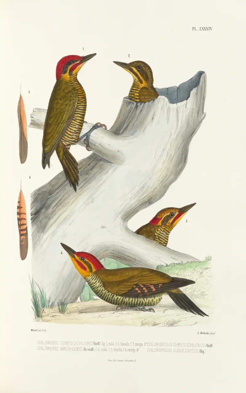 Monographie des picidées, plansch 23 av Alfred Malherbe