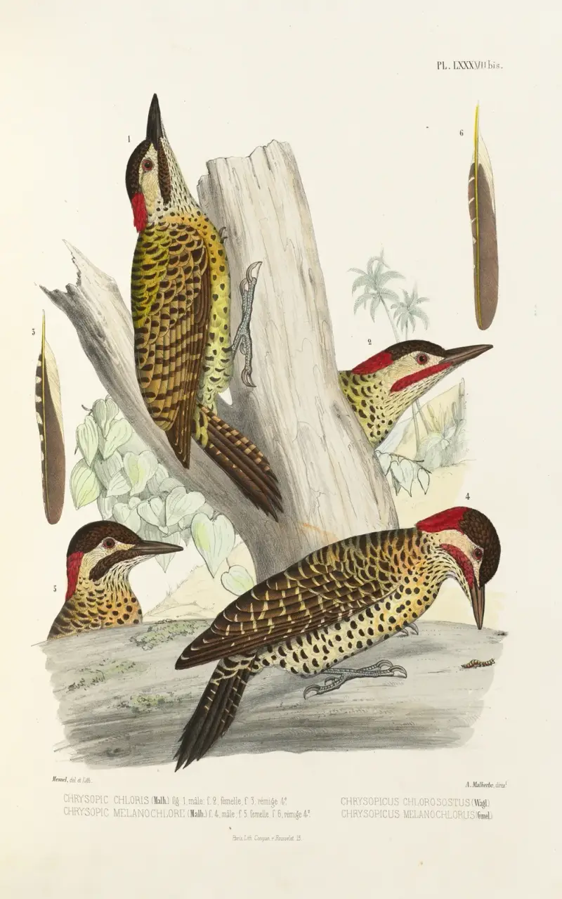 Monographie des picidées Tafel 27 von Alfred Malherbe