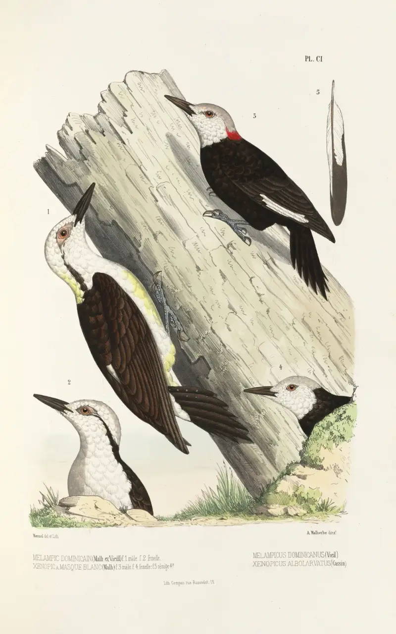 Monographie des picidées pl30 av Alfred Malherbe