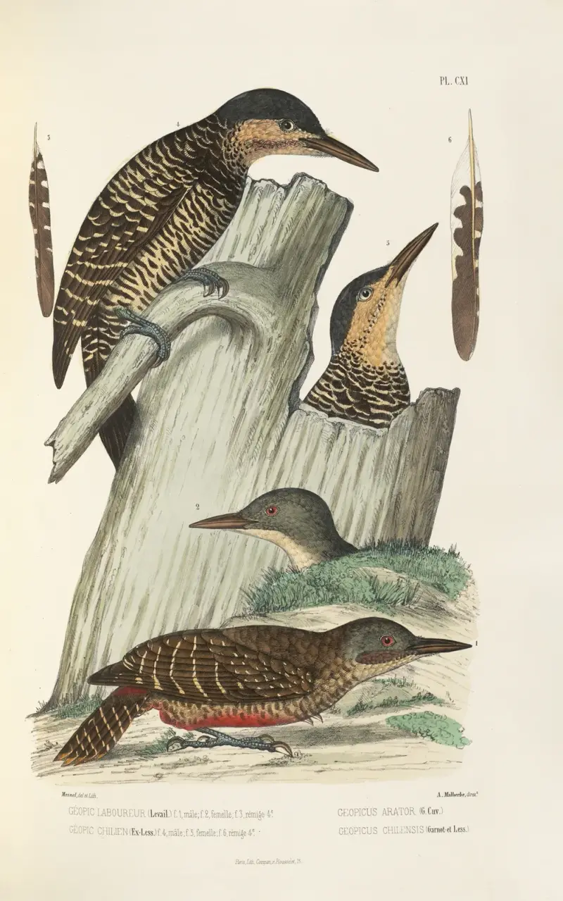 Monographie des picidées pl40 av Alfred Malherbe
