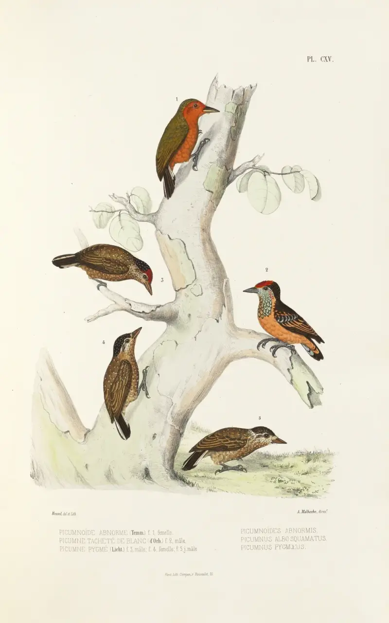 Monographie des picidées pl44 av Alfred Malherbe
