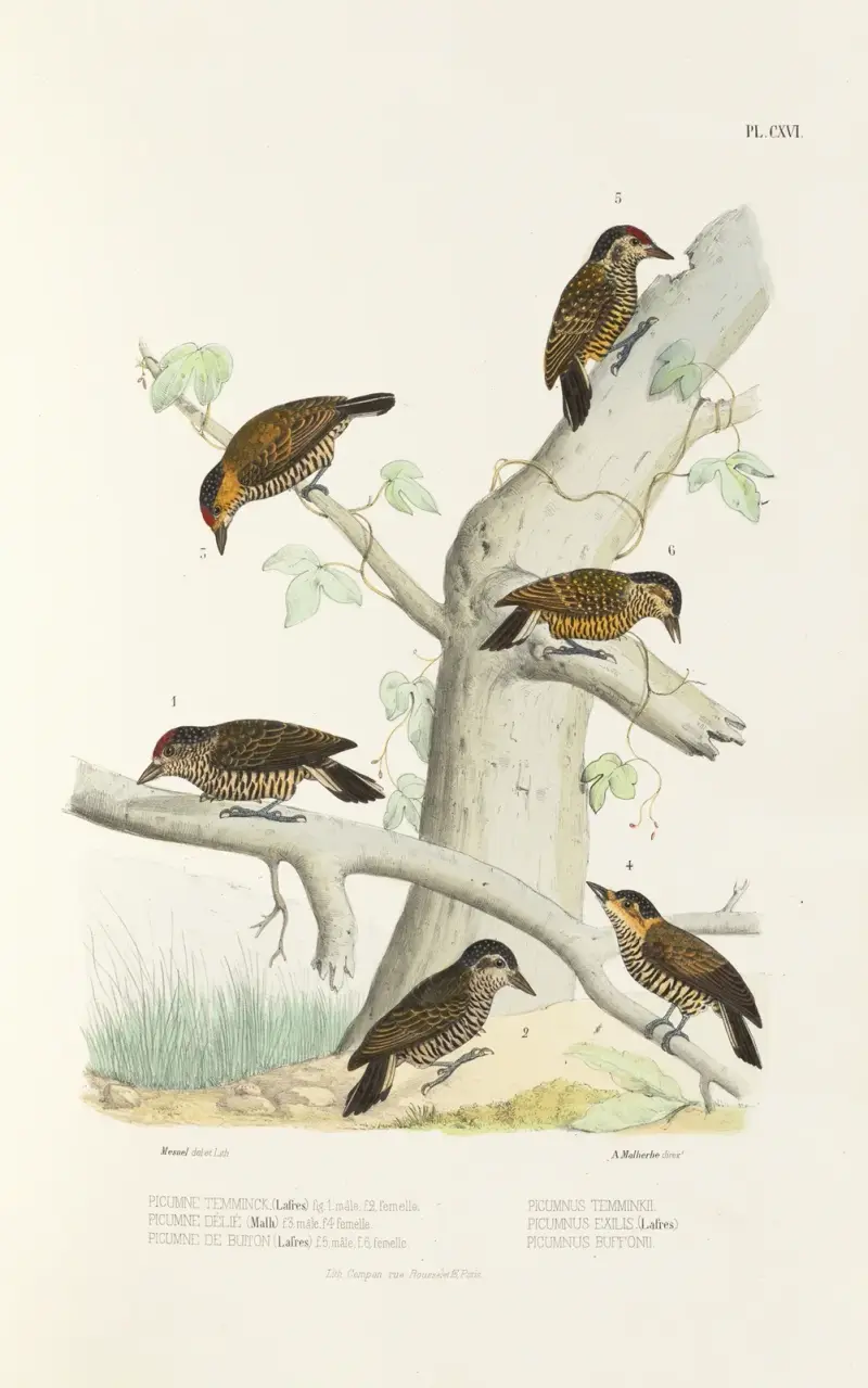 Monographie des picidées pl45 av Alfred Malherbe