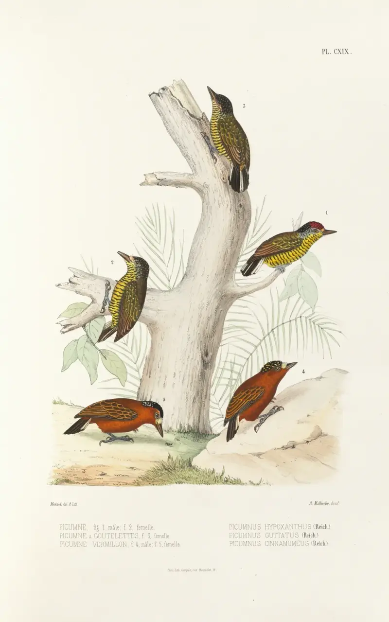 Monographie des picidées, plansch 48 av Alfred Malherbe