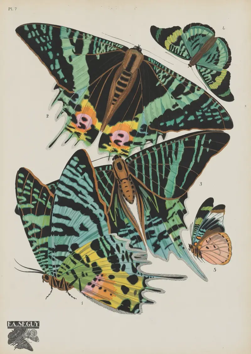 Papillons Pl.07 von Emile-Allain Séguy