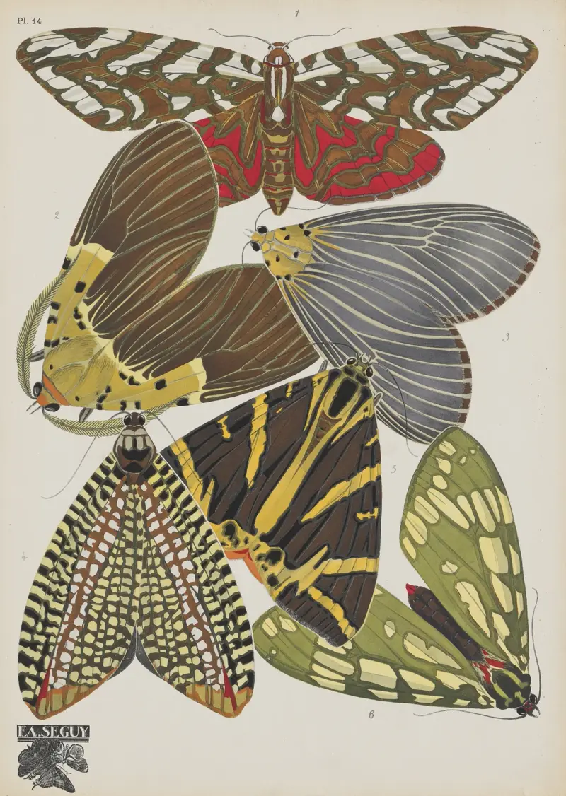 Papillons Pl.14 av Emile-Allain Séguy