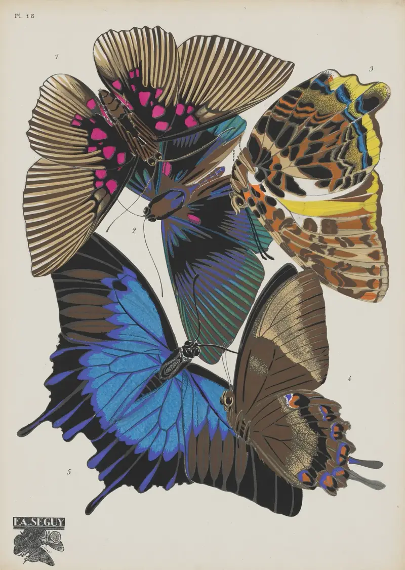 Papillons Pl.16 von Emile-Allain Séguy