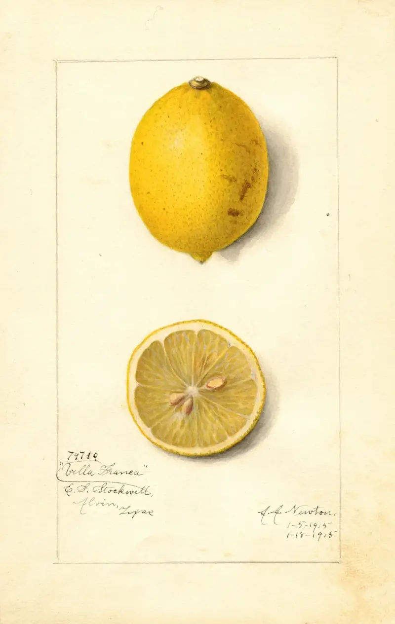Citrus limon: Villa France av Amanda Almira Newton