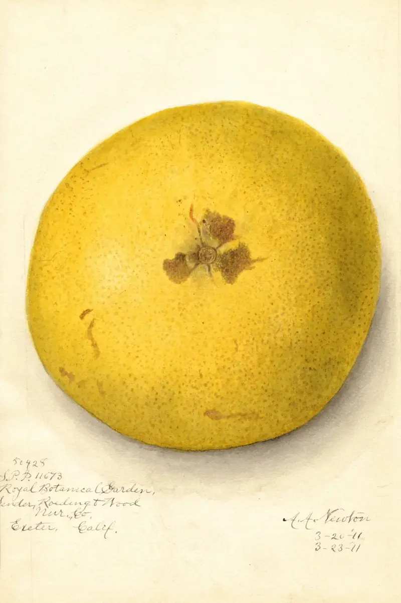 Citrus paradisi, 1911 – Nr. 2 von Amanda Almira Newton