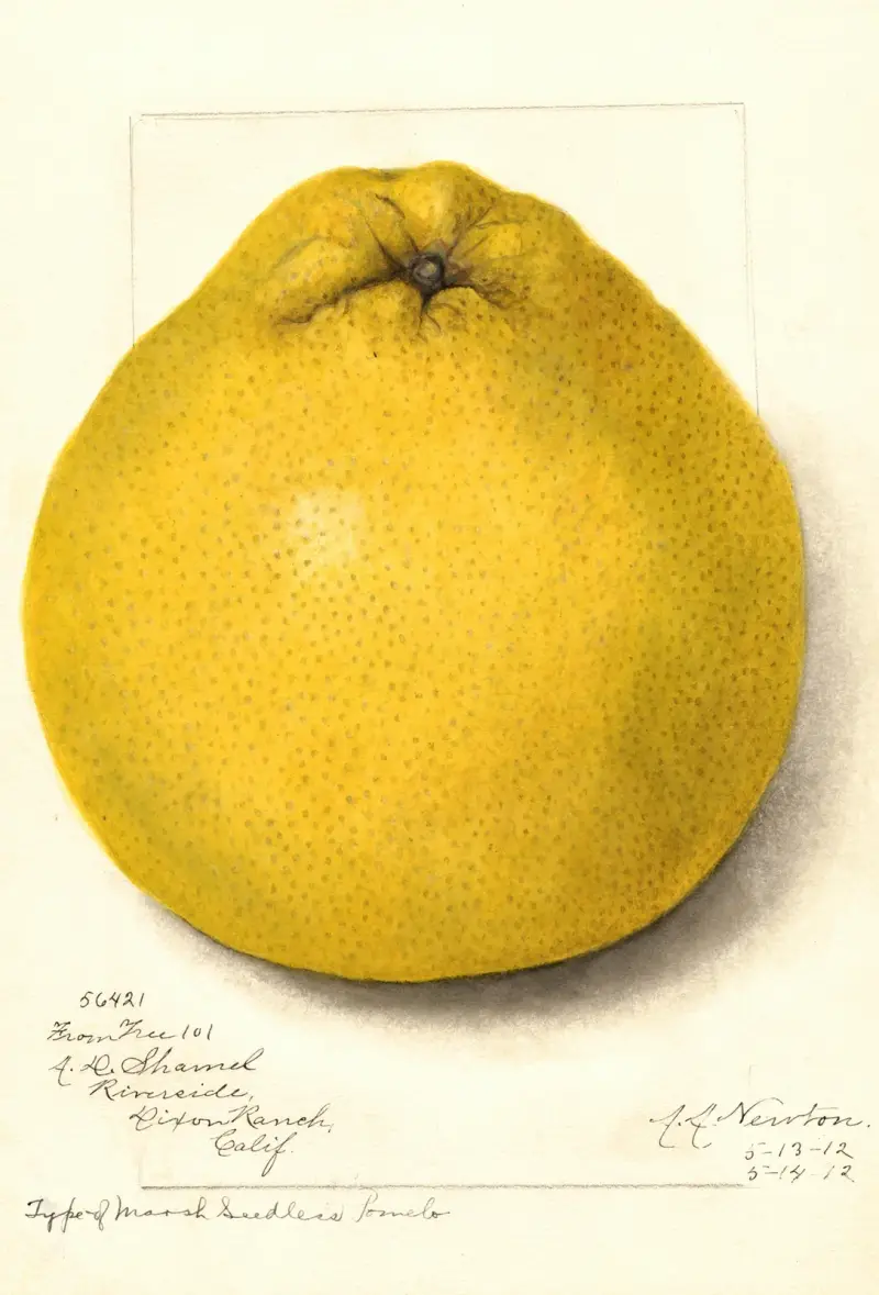 Citrus paradisi: Marsh Seedless, 1912 – nr 1 av Amanda Almira Newton