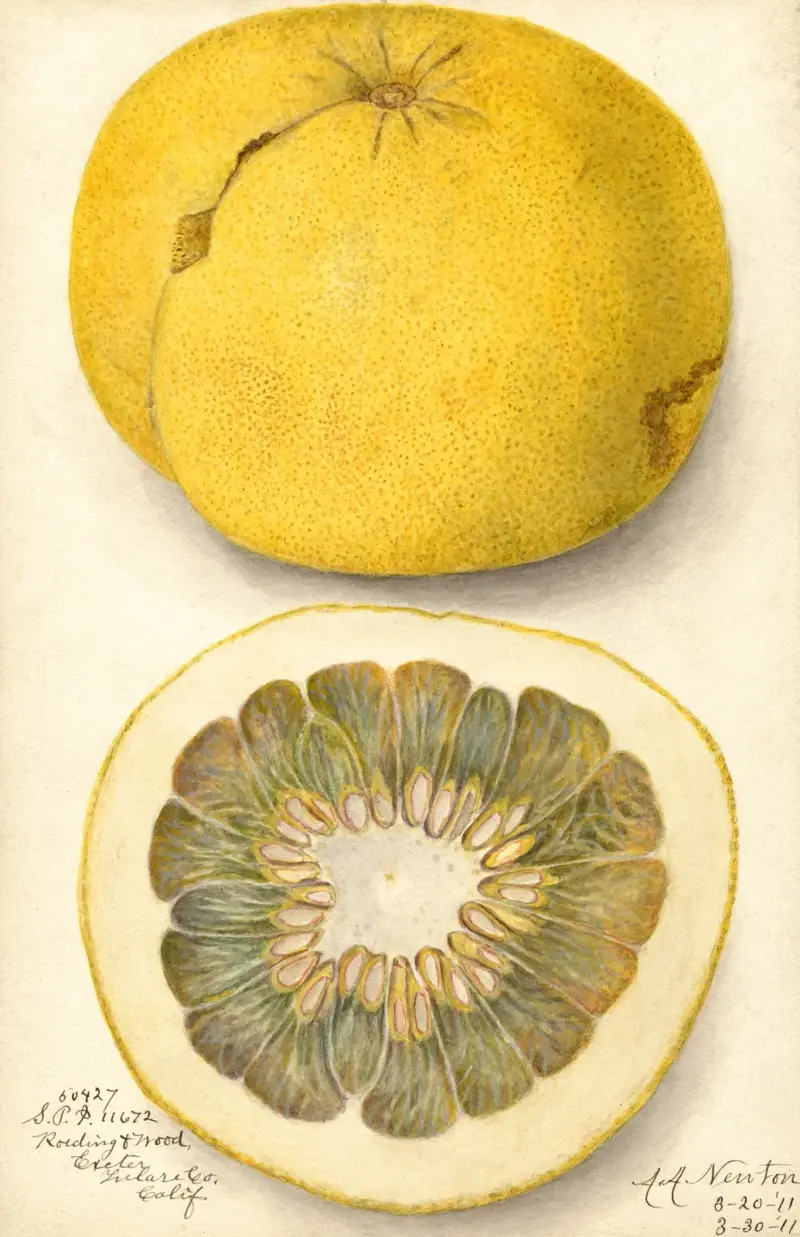 Citrus paradisi, 1911 – nr 1 av Amanda Almira Newton