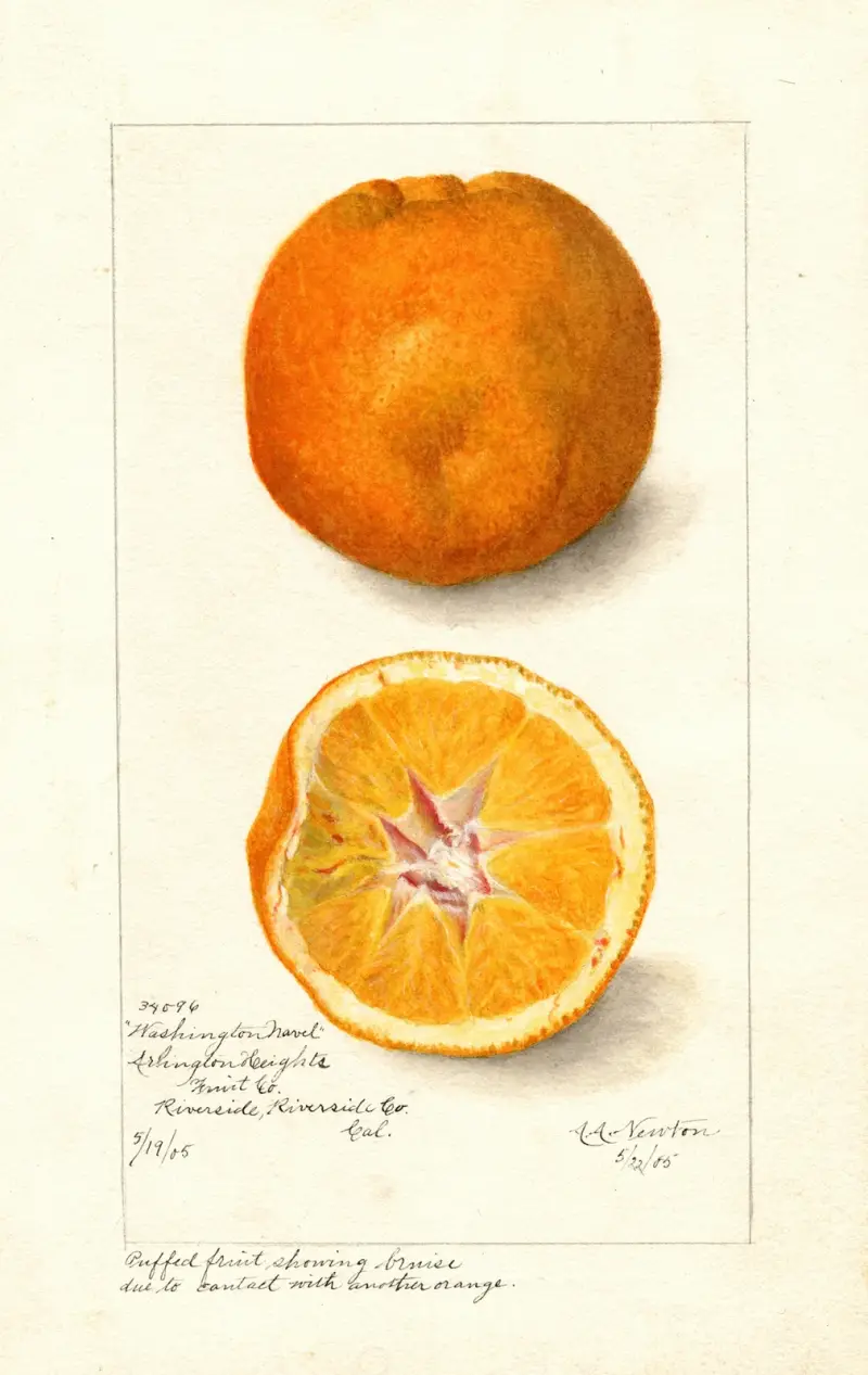 Citrus sinensis: Washington Navel av Amanda Almira Newton