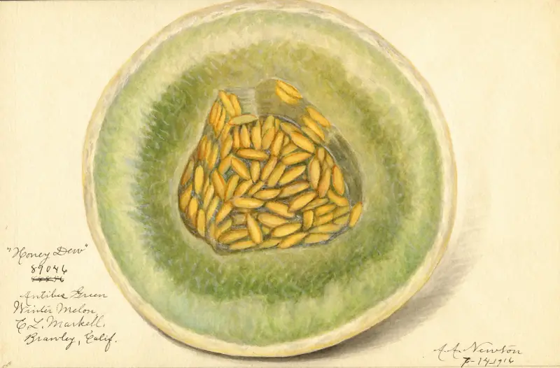 Cucumis melo: Honey Dew av Amanda Almira Newton