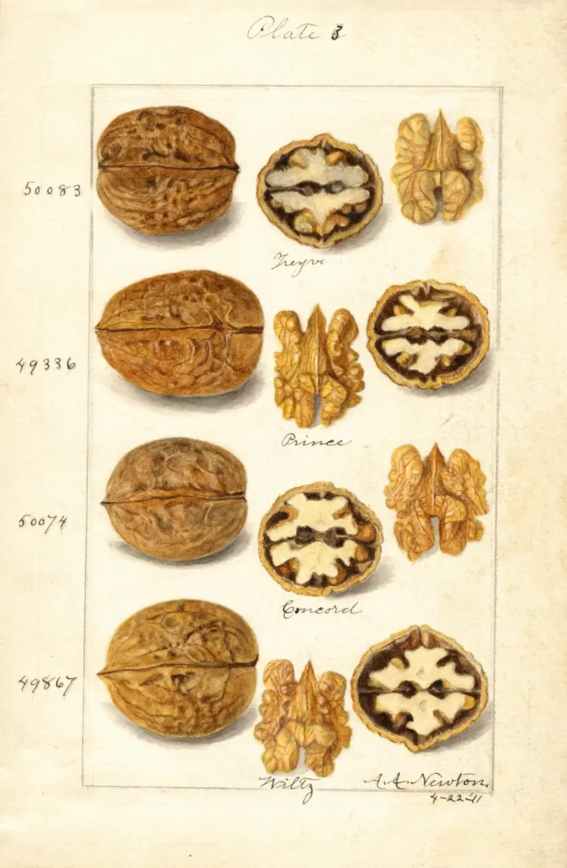 Juglans, 1911 – nr 2 av Amanda Almira Newton