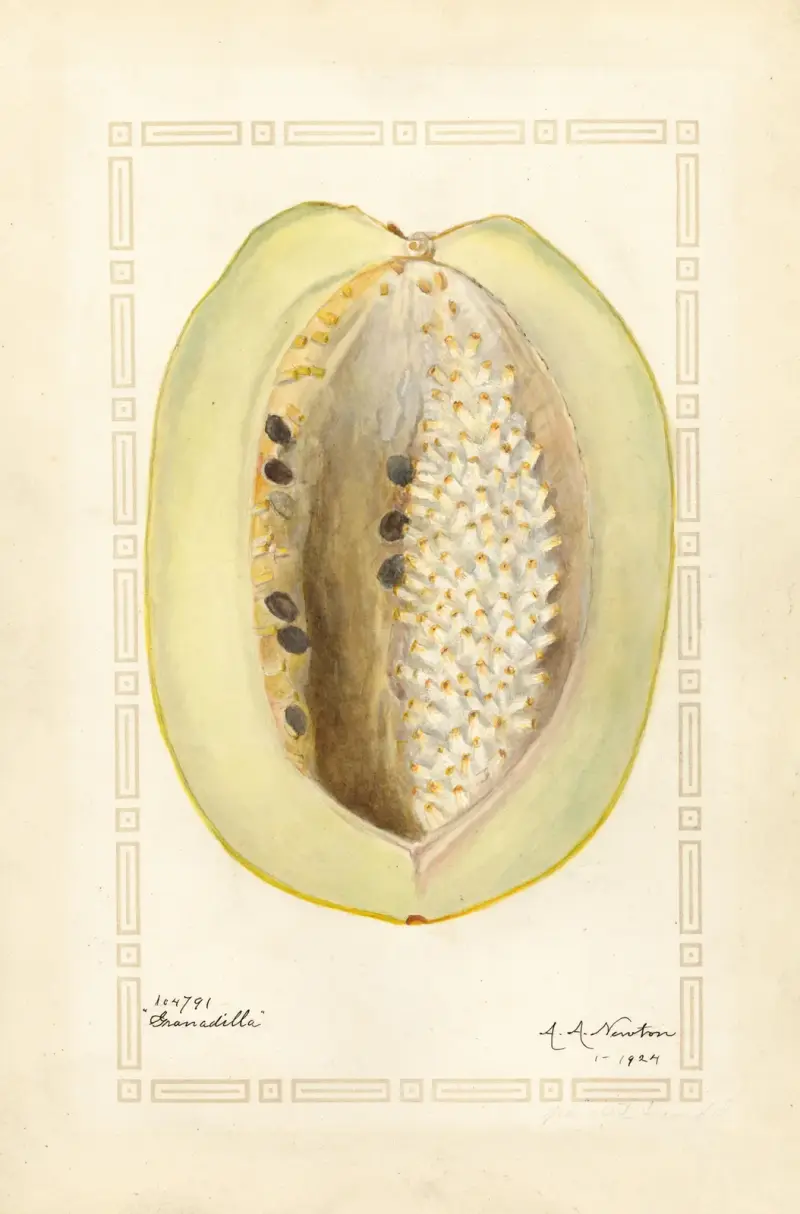 Passiflora quadrangularis av Amanda Almira Newton