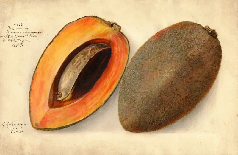 Pouteria campechiana: Mammey, Amanda Almira Newton