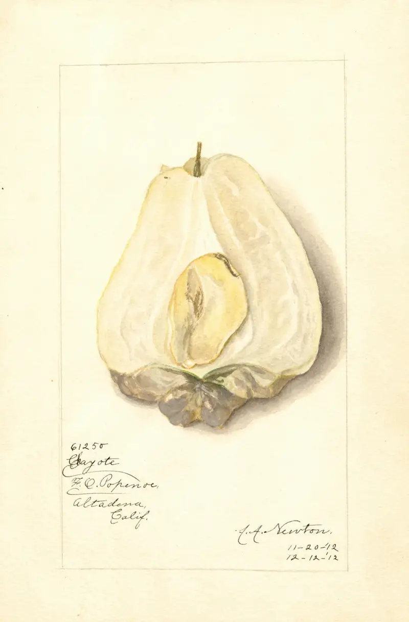 Sechium edule von Amanda Almira Newton