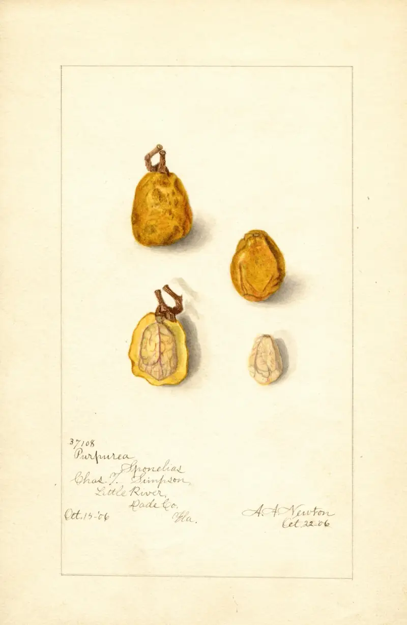 Spondias purpurea av Amanda Almira Newton