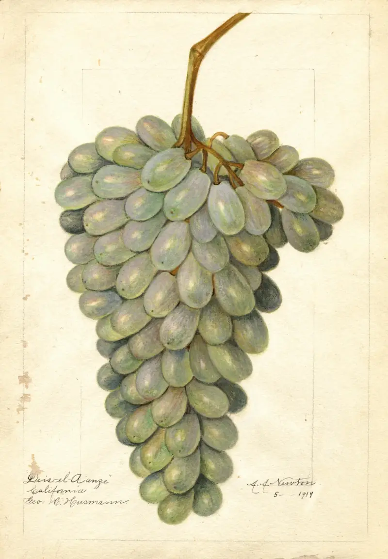 Vitis: Deis El Aunze von Amanda Almira Newton
