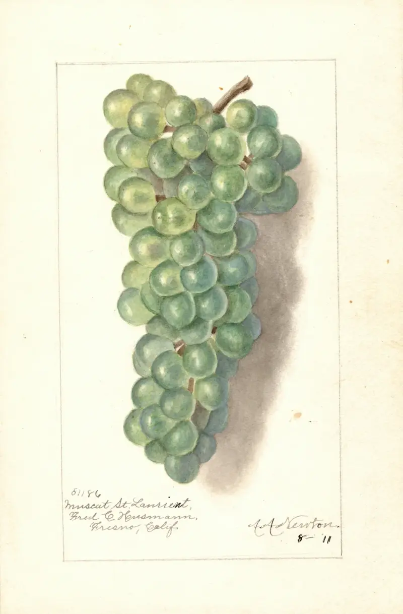 Vitis: Muskat St, Amanda Almira Newton