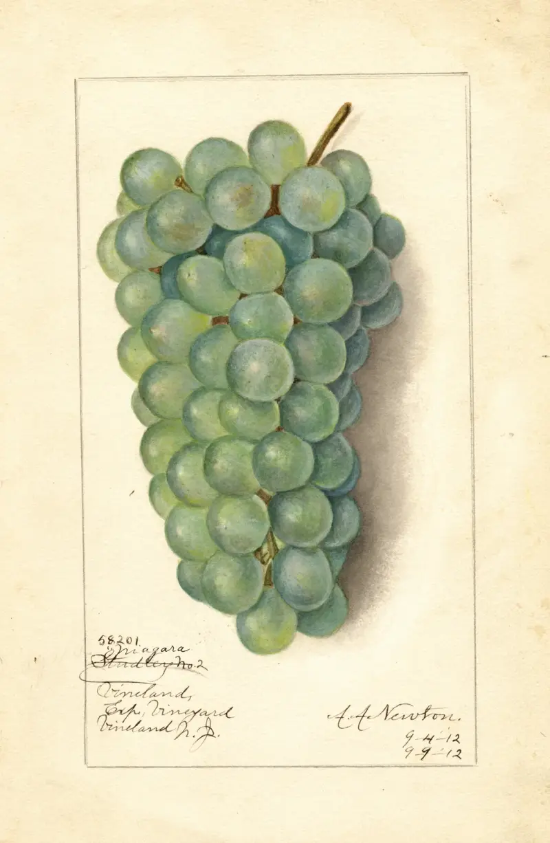 Vitis: Niagara, Amanda Almira Newton