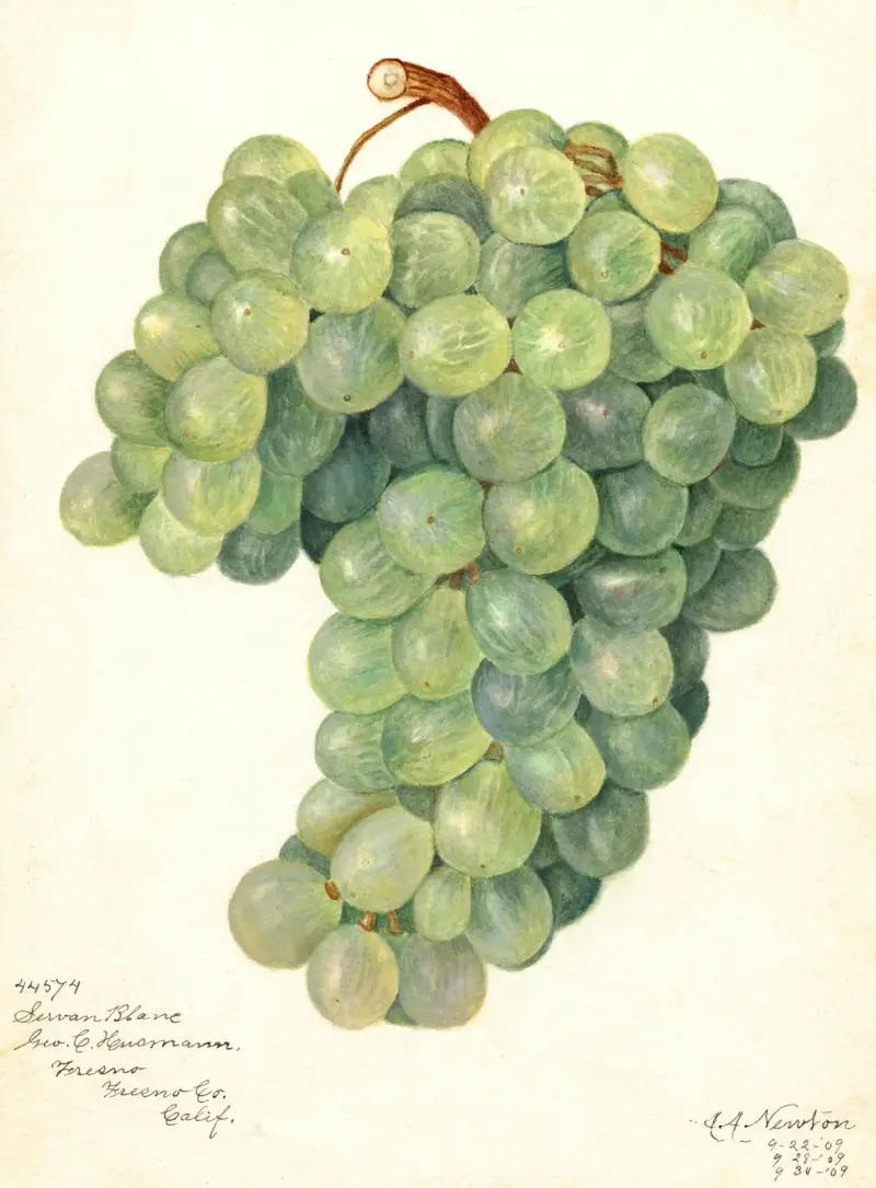 Vitis: Servan Blanc, Amanda Almira Newton