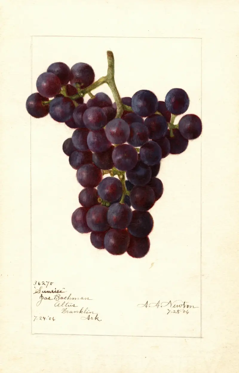 Vitis: Sunrise von Amanda Almira Newton