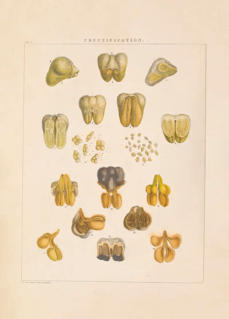Illustrationer av orkidéer, plansch 1 av Franz Andreas Bauer