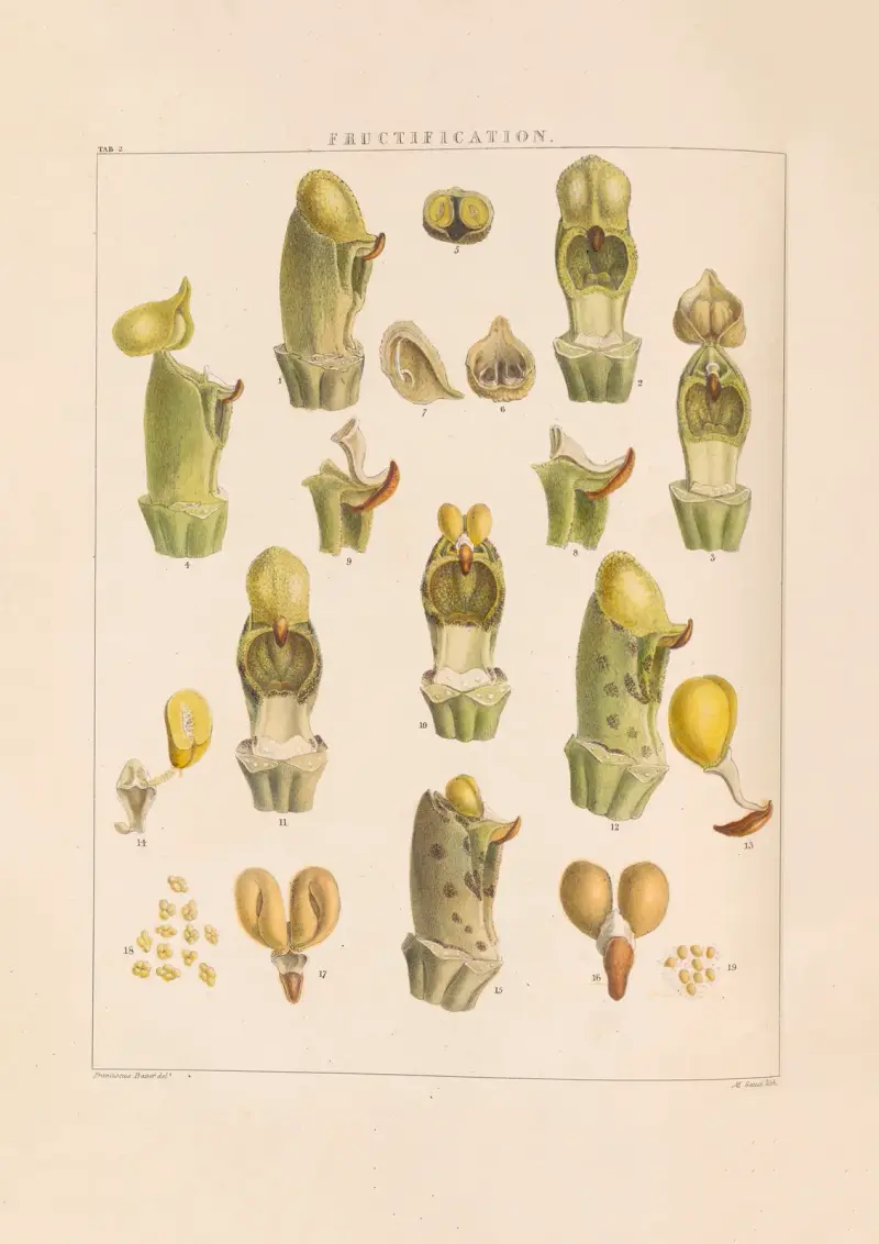 Illustrationer av orkidéer, plansch 2 av Franz Andreas Bauer