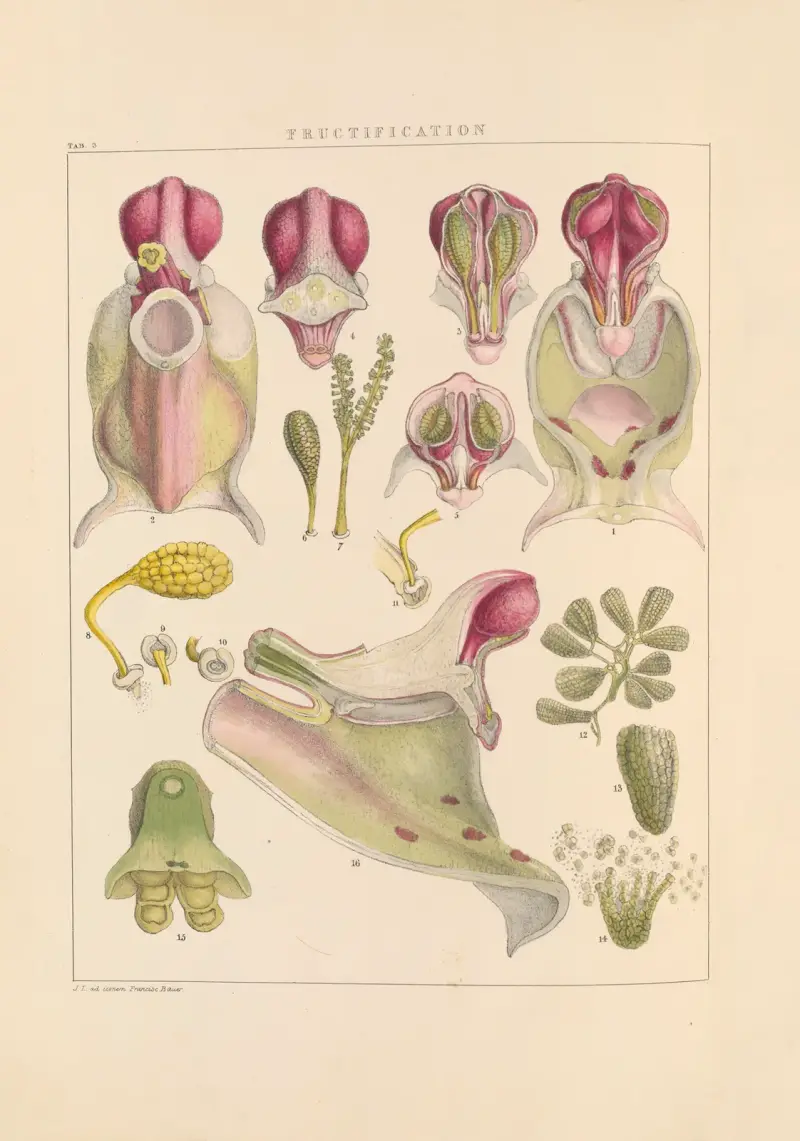 Illustrationer av orkidéer, plansch 3 av Franz Andreas Bauer