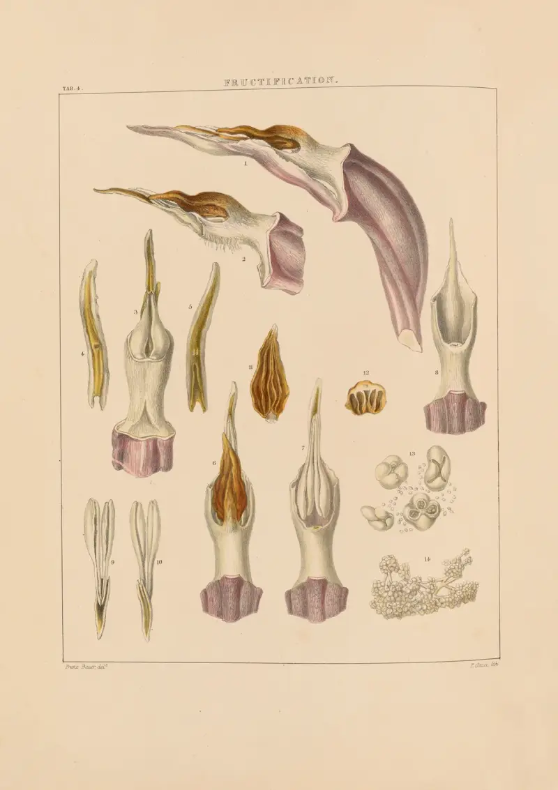 Ilustracje roślin storczykowatych, plansza 04, Franz Andreas Bauer