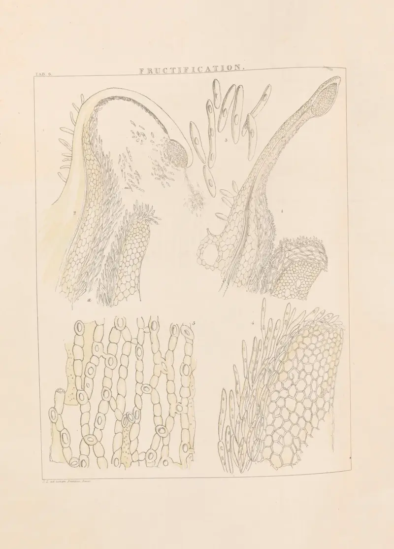 Illustrationer av orkidéer, plansch 6 av Franz Andreas Bauer