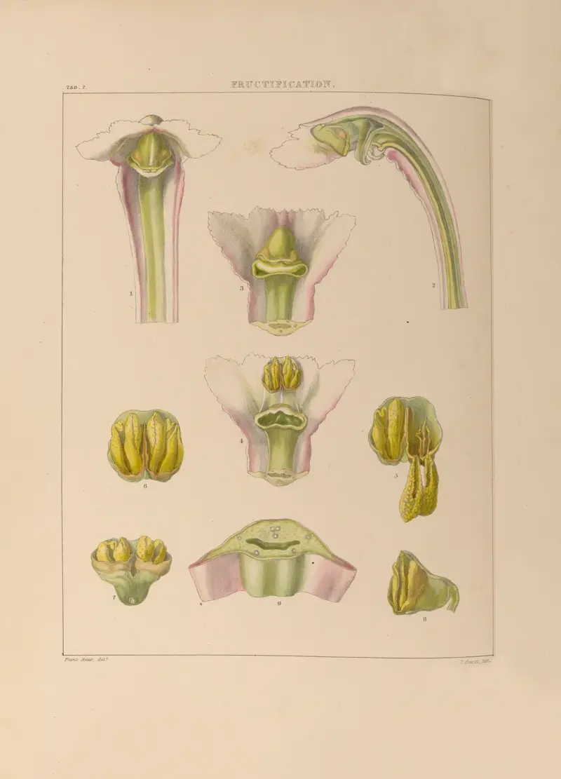 Illustrationer av orkidéer, plansch 7 av Franz Andreas Bauer