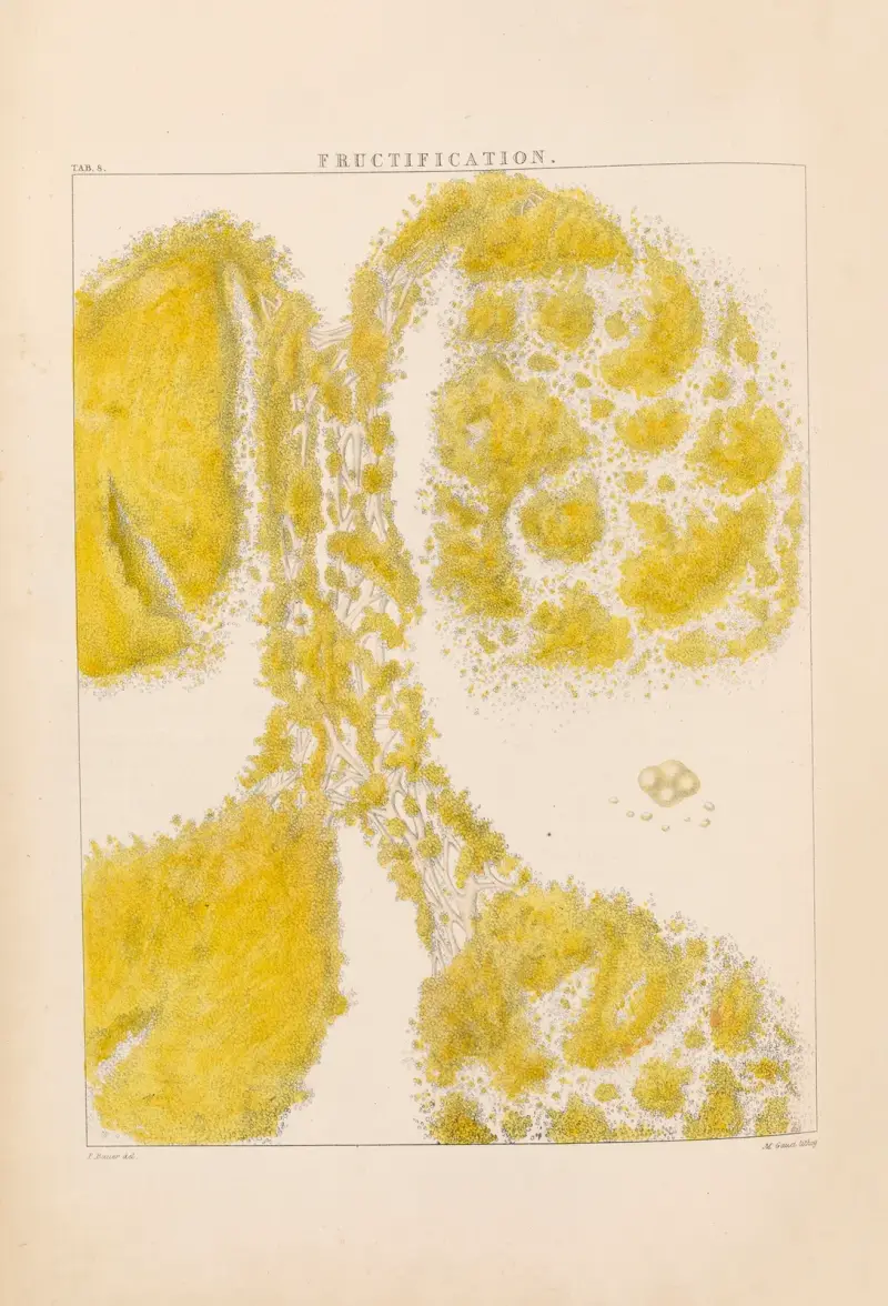 Illustrationer av orkidéer, plansch 8 av Franz Andreas Bauer
