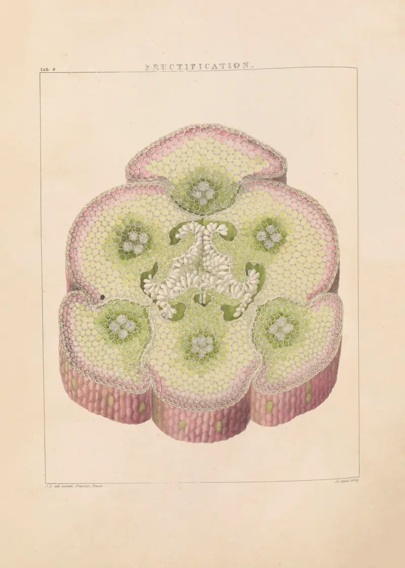 Illustrationen von Orchideen, Tafel 09 von Franz Andreas Bauer