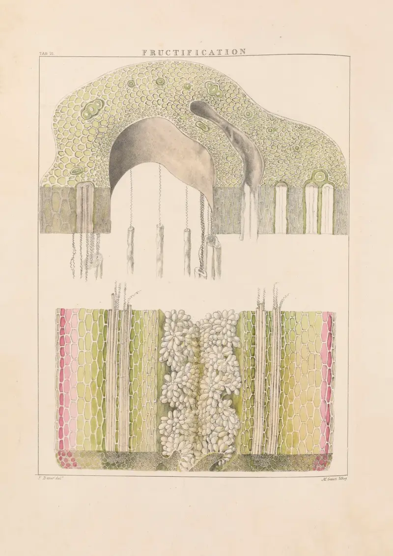 Illustrationer av orkidéer, plansch 10 av Franz Andreas Bauer