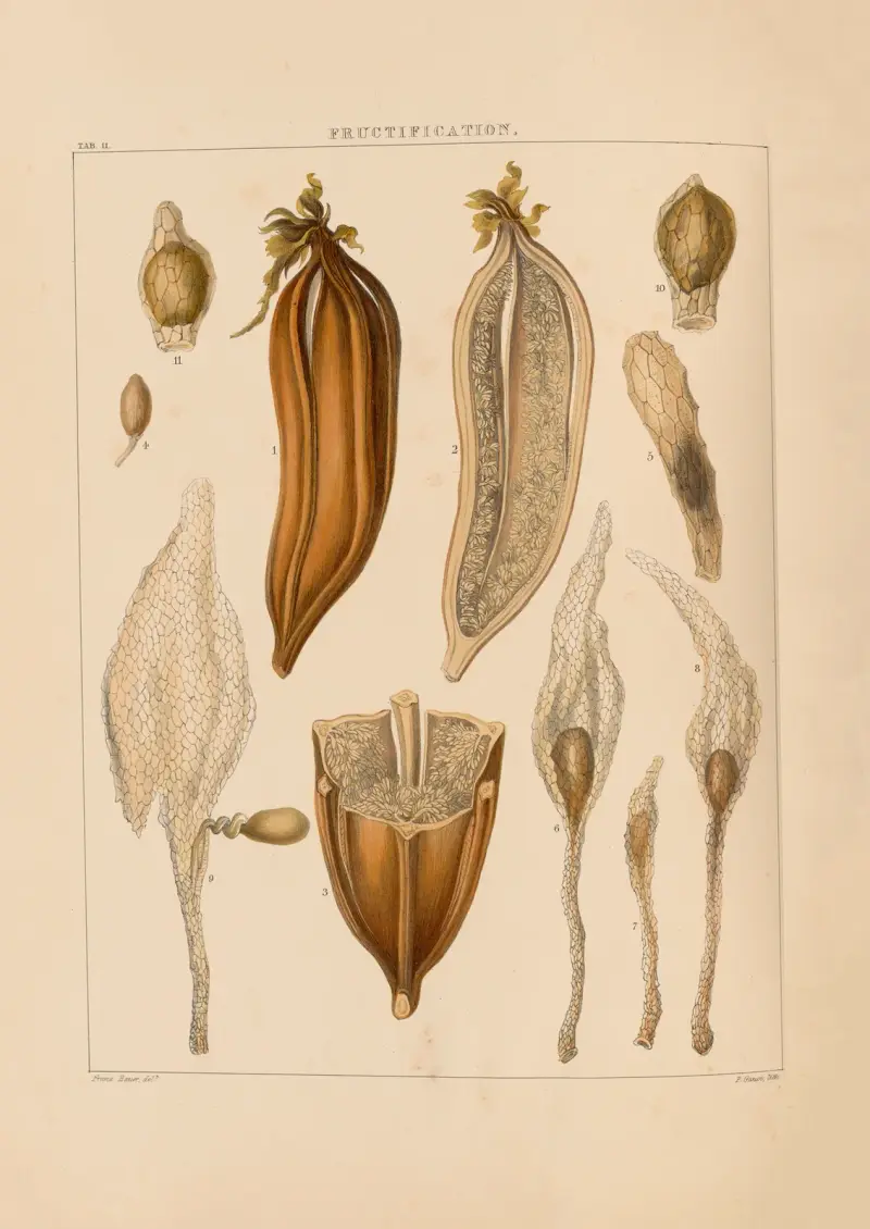 Illustrationer av orkidéer, plansch 11 av Franz Andreas Bauer