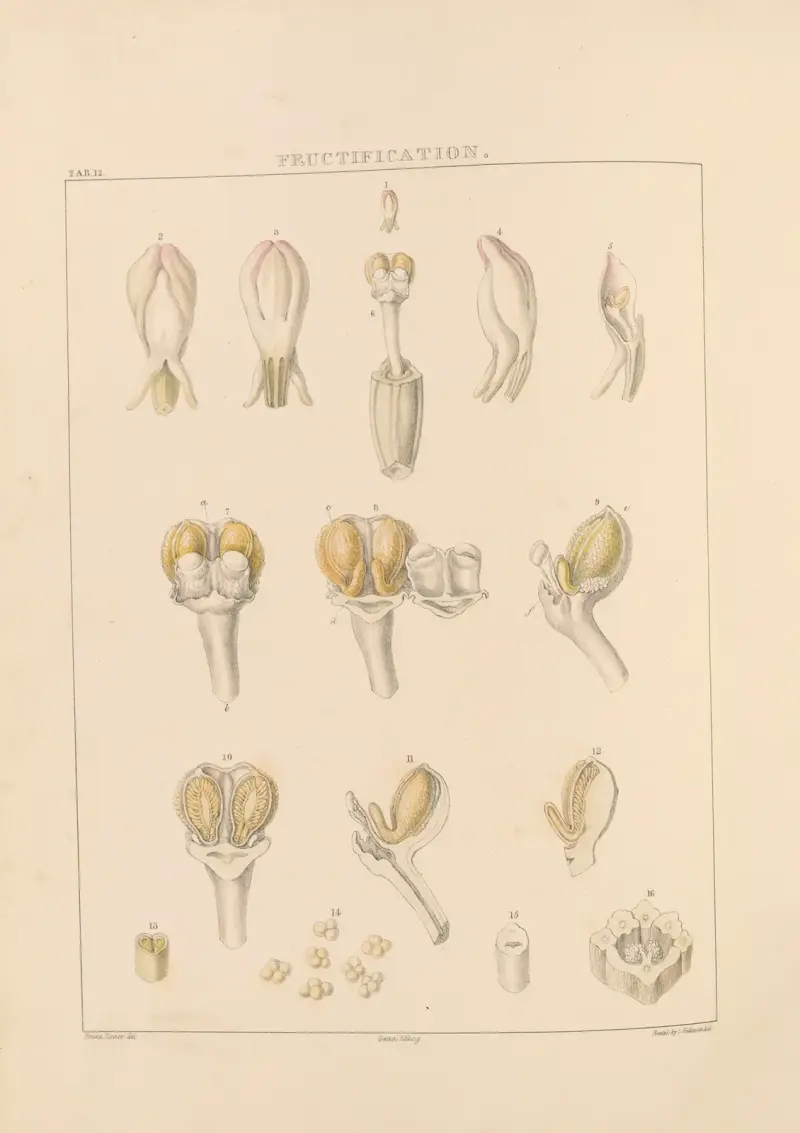Illustrationer av orkidéer, plansch 12 av Franz Andreas Bauer
