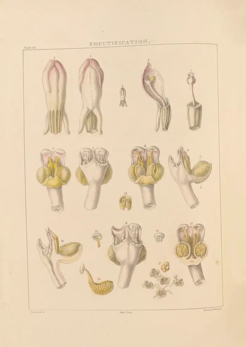 Illustrationen von Orchideengewächsen Taf. 13 von Franz Andreas Bauer